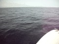 Kuredu Dolphins