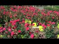 Click here to watch this video Roses Galore.County of Bucks PA PLANT SALE 215-249-1236 : orserlandscaping.com
