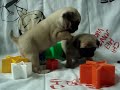 PUG FILHOTES Á VENDA CURITIBA-PR ENVIAMOS PARA TODO BRASIL PUG FILHOTES Á VENDA CURITIBA-PR ENVIAMOS PARA TODO BRASIL