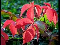Pista születésnapjára.wmv
