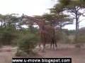 Amuk-Giraffe