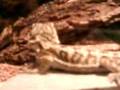 Bearded-Dragon-Devou