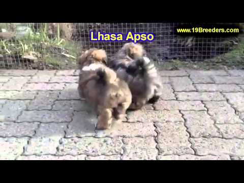 how to care for a lhasa apso puppy