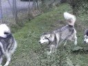 Gold playing with yuma and Seally Gold playing with yuma and Seally