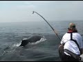 Whale Tag Whale Tag