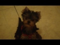 Click here to watch this video minnie con el arnes.MP4