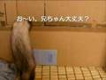 フェレットVS子猫