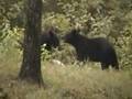 Black Bears & Bigfootbubba: Thanking Subscribers video #2!