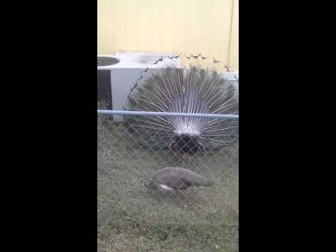 Apareamiento de pavo real.mp4