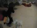 videos de Webkinz - Pinky's Bad Dream