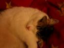 Tisbe durmiendo zzzzzz........ Tisbe durmiendo zzzzzz........