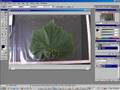 Making-of-Luffa-vege