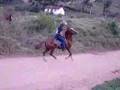 Cavalo Alazao