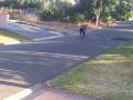 Pocket bikes