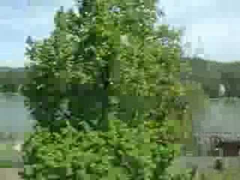 ドイツ・車窓からのライン川