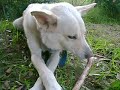 lucky the dog