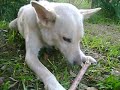 lucky the dog