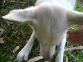 lucky the dog