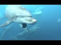 Dolphin jaw threat