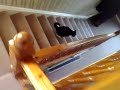Cat Trouble