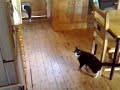 Cat Trouble
