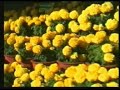 BOTANICAL GARDEN AT OOTY-1