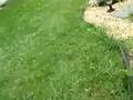 Oliver Out Hoppin' Around !  847
