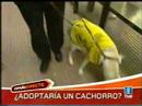 ¿Adoptaría un cachorro? (España Directo 7-9-06) ¿Adoptaría un cachorro? (España Directo 7-9-06)
