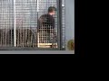 ringling-drives-animals-crazy.html