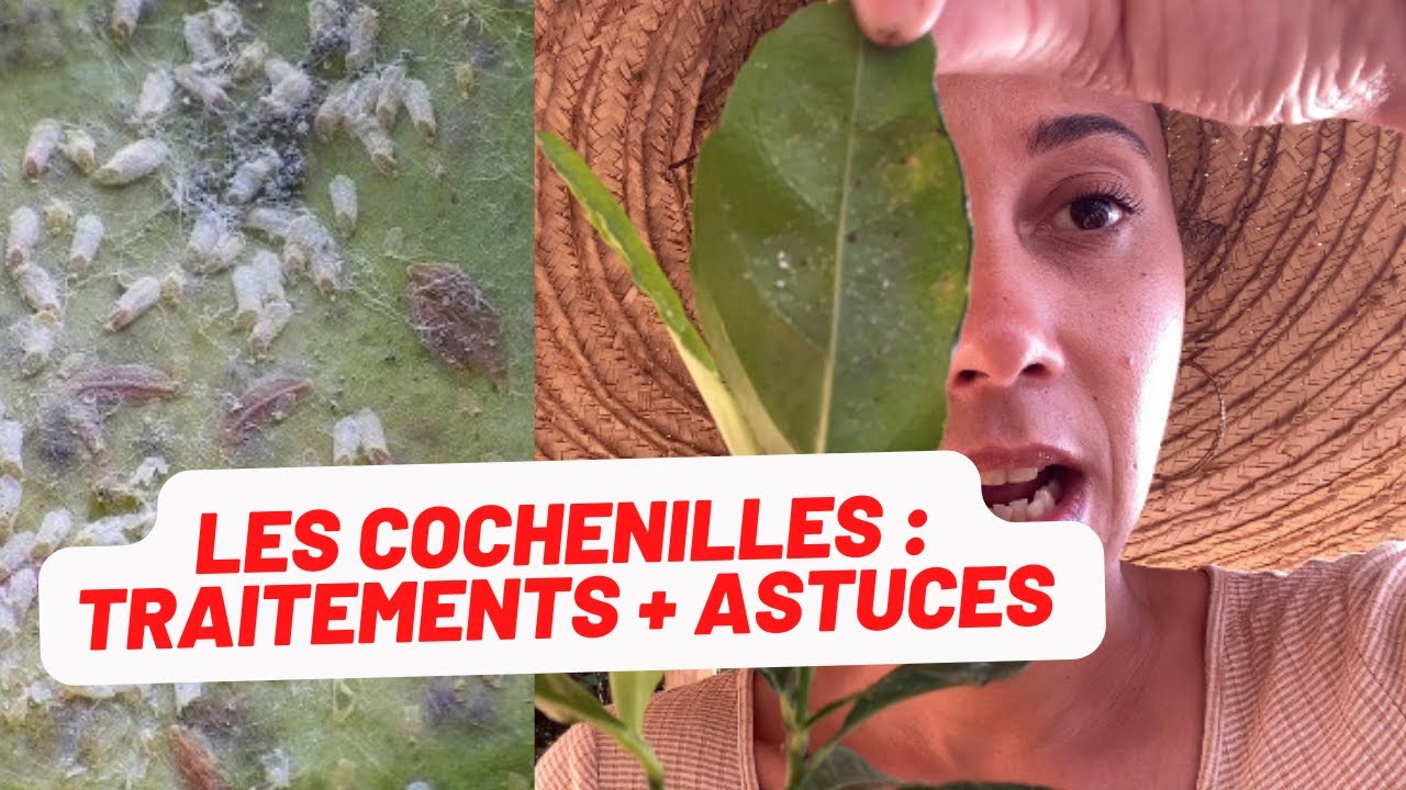 🪴Les cochenilles, comment les reconnaître, traitement + astuce.