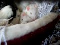 pet rats - synchronised boggling