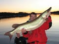 Solitary Musky Hunter