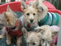 Cairn Terrier Rescue Puppies Available in NJ- Part 5 of 5