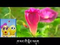 Tibetan Song Lhasi Bumo - Tawo Lobsang Palden - Trinkhor 3