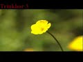 Tibetan Song Lhasi Bumo - Tawo Lobsang Palden - Trinkhor 3