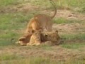 Lions in Tarangire (Tansania)