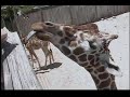 Giraffe tongue Video Giraffe tongue Video