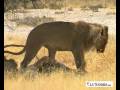 Namibia 2008 etosha national park - YouTube