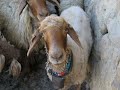 KÜRECİK MALATYA ÇAKILLIPINAR BİLAMAN SEVDiLLi  TAPKIRAN HASANALiLi SiNEMiLi ALHAS ALXAS ELBiSTAN MARAS KÜRECİK MALATYA AKÇADAĞ ARGA BİLEMUŞAĞI BİLEMLİ ÇAKILLIPINAR SEVDiLLi KÖYÜ TAPKIRAN HASANALiLi SiNEMiLi ALHAS ALXAS ELBiSTAN MARAS KÜRECİK MALATYA AKÇADAĞ ARGA BİLEMUŞAĞI BİLEMLİ ÇAKILLIPINAR BİLAMON KEPEZ BEKİRUŞAĞI HARUNUŞAĞI BAYRAMUŞAĞI DEMİRCİLER ŞEMŞİK GÜNEŞLİ TEPKİN AKSÜT KASIMUŞAĞI KEMALKAS