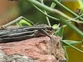 Anole Alley! episode 3, anoles, skinks, & more! Anole Alley! episode 3, anoles, skinks, & more!