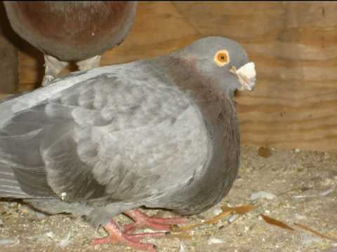 Kikito's Racing Pigeons