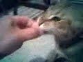 Jungle Cat Hybrid