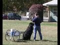 NESBC , Working Dog Demonstration Part 7 NESBC , Working Dog Demonstration Part 7