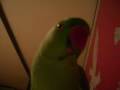 Fuji-Indian-Ringneck-Parrot-Behaving-Strangely