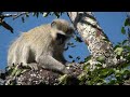 HD Kruger National Park, Episode 1
