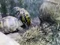 TROMB TURTLES