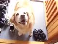 happy-dog.html