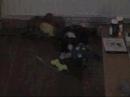 Border collie Amy en Jack russel Dymond are playing