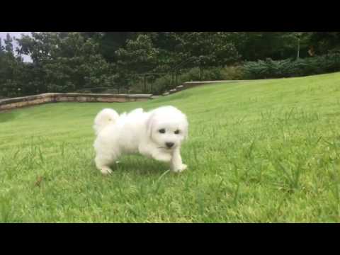 Sophia love to play in the grass