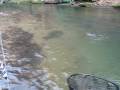 videos de Winter Nymphing in NC - Jeff Wilkins Fly Fishing